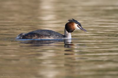 Great Crested Grebe - Svasso maggiore (Podiceps cristatus)
