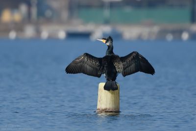 Great Cormorant - Cormorano (Phalacrocorax carbo sinensis)