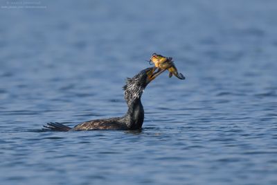Great Cormorant - Cormorano (Phalacrocorax carbo sinensis)