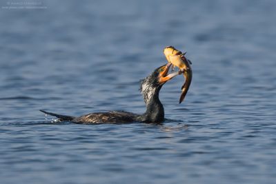Great Cormorant - Cormorano (Phalacrocorax carbo sinensis)