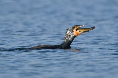 Great Cormorant - Cormorano (Phalacrocorax carbo sinensis)