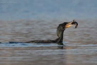 Great Cormorant - Cormorano (Phalacrocorax carbo sinensis)