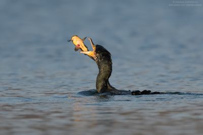Great Cormorant - Cormorano (Phalacrocorax carbo sinensis)
