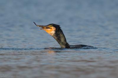 Great Cormorant - Cormorano (Phalacrocorax carbo sinensis)