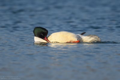 Goosander - Smergo maggiore (Mergus merganser)
