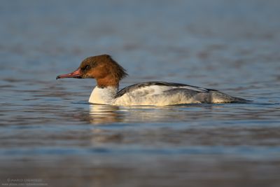 Goosander - Smergo maggiore (Mergus merganser)