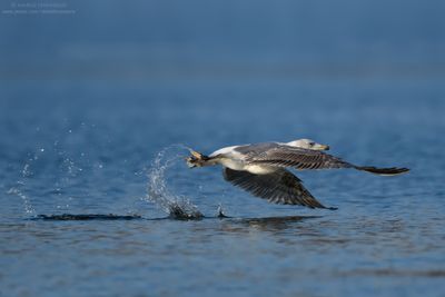 Common Gull, Mew Gull - Gavina (Larus canus)