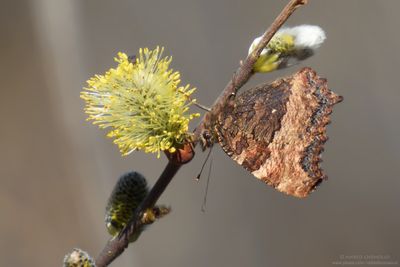 Nymphlais polychloros