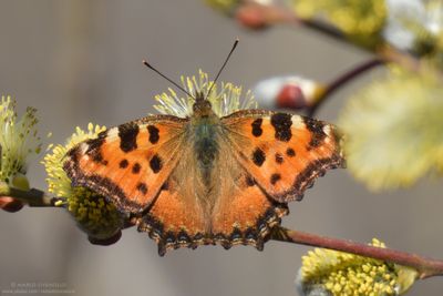 Nymphlais polychloros