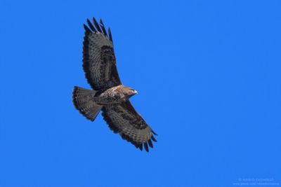 Common Buzzard - Poiana (Buteo buteo)
