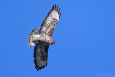 Common Buzzard - Poiana (Buteo buteo)