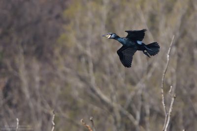 Great Cormorant - Cormorano (Phalacrocorax carbo sinensis)