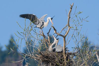 Grey Heron - Airone Cenerino (Ardea cinerea)