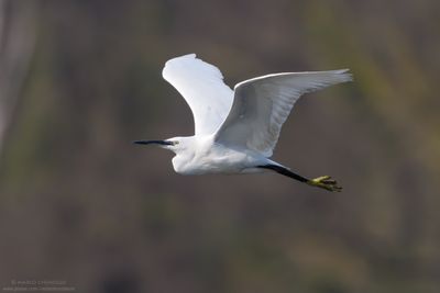 Little Egret - Garzetta (Egretta garzetta)