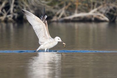 Caspian Gull - Gabbiano reale pontico (Larus cachinnans)
