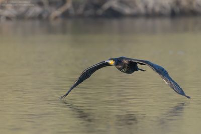 Great Cormorant - Cormorano (Phalacrocorax carbo sinensis)