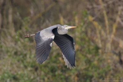 Grey Heron - Airone Cenerino (Ardea cinerea)