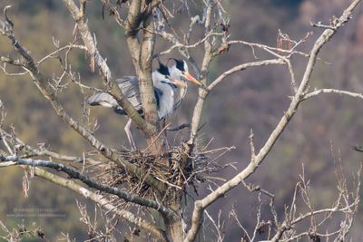 Grey Heron - Airone Cenerino (Ardea cinerea)