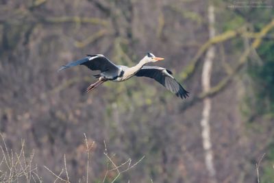 Grey Heron - Airone Cenerino (Ardea cinerea)