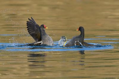 Common Moorhen - Gallinella d'acqua (Gallinula chloropus