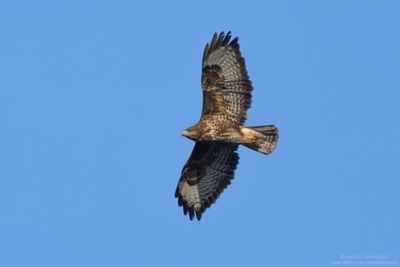 Buteo buteo