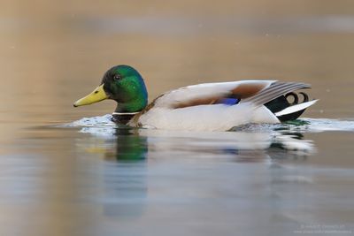 Mallard - Germano Reale (Anas platyrinchos)