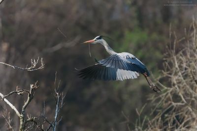 Grey Heron - Airone Cenerino (Ardea cinerea)