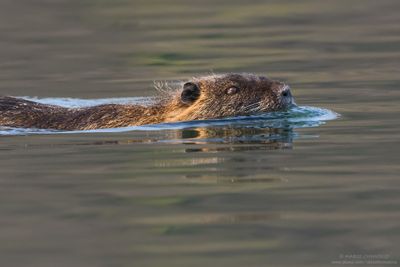 Coypu - Nutria (Myocastor coypus)
