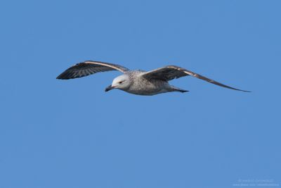 Caspian Gull - Gabbiano reale pontico (Larus cachinnans)