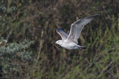 Caspian Gull - Gabbiano reale pontico (Larus cachinnans)