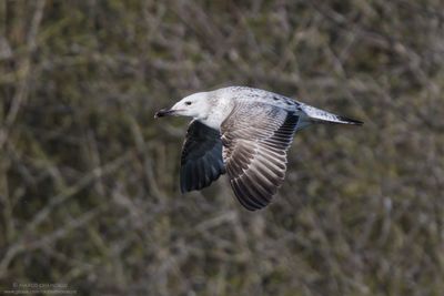 Caspian Gull - Gabbiano reale pontico (Larus cachinnans)
