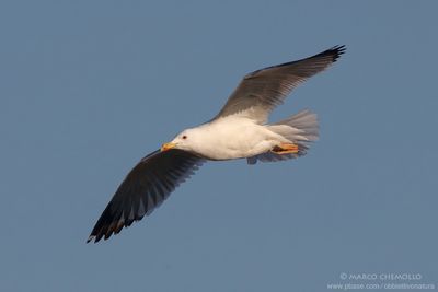 Larus cachinnans