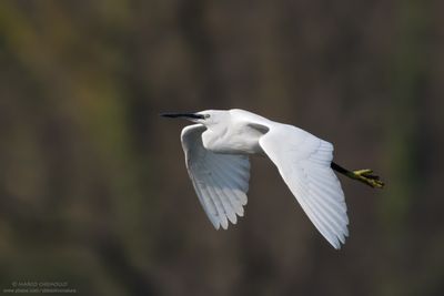 Little Egret - Garzetta (Egretta garzetta)