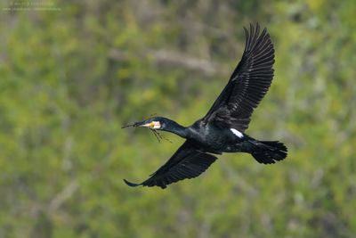 Great Cormorant - Cormorano (Phalacrocorax carbo sinensis)