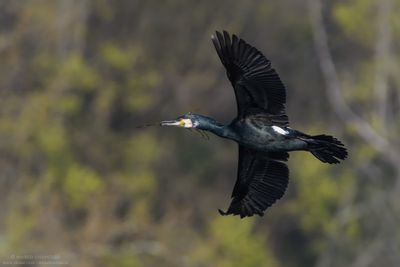 Great Cormorant - Cormorano (Phalacrocorax carbo sinensis)