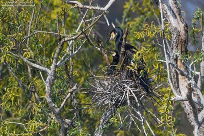 Great Cormorant - Cormorano (Phalacrocorax carbo sinensis)