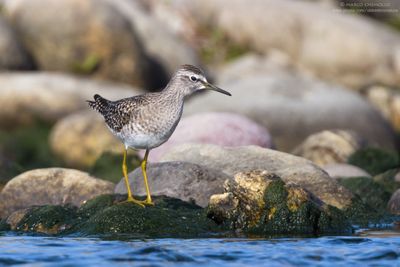 Wood sandpiper - Piro-piro boschereccio (Tringa glareola)