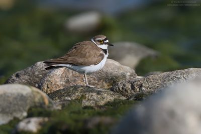 Little Ringed Plover - Corriere piccolo (Charadrius dubius)