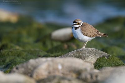 Charadrius dubius (corriere piccolo)