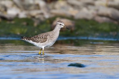 Wood sandpiper - Piro-piro boschereccio (Tringa glareola)