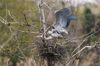 Grey Heron - Airone Cenerino (Ardea cinerea)