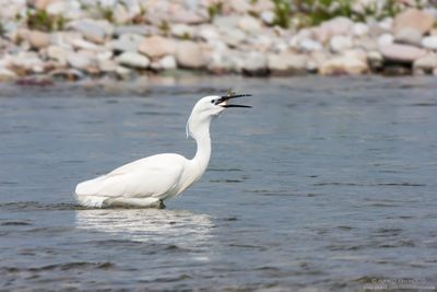 Little Egret - Garzetta (Egretta garzetta)