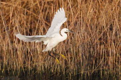 Little Egret - Garzetta (Egretta garzetta)