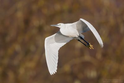 Little Egret - Garzetta (Egretta garzetta)
