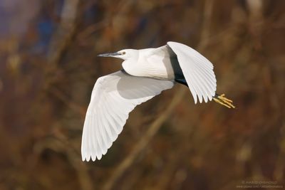 Little Egret - Garzetta (Egretta garzetta)