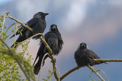 Jackdaw - Taccola (Corvus monedula)