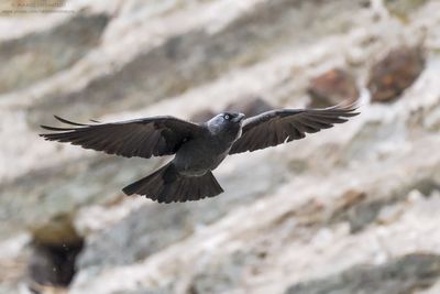 Jackdaw - Taccola (Corvus monedula)