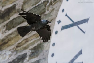 Jackdaw - Taccola (Corvus monedula)
