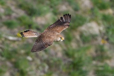 Kestrel - Gheppio (Falco tinnunculus)