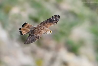 Kestrel - Gheppio (Falco tinnunculus)